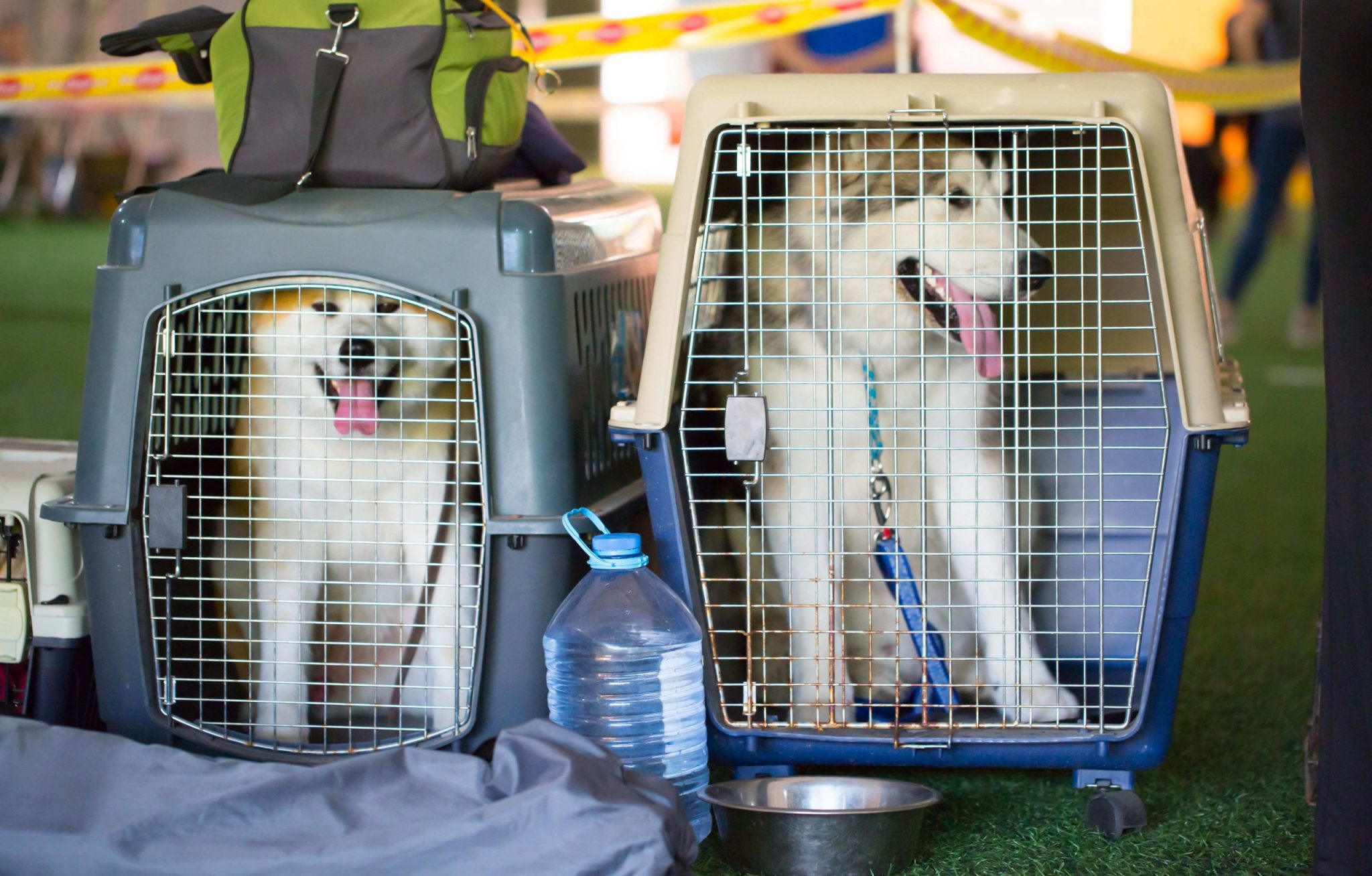 Puppy travel crate used for safe delivery